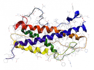 Human Growth Hormone